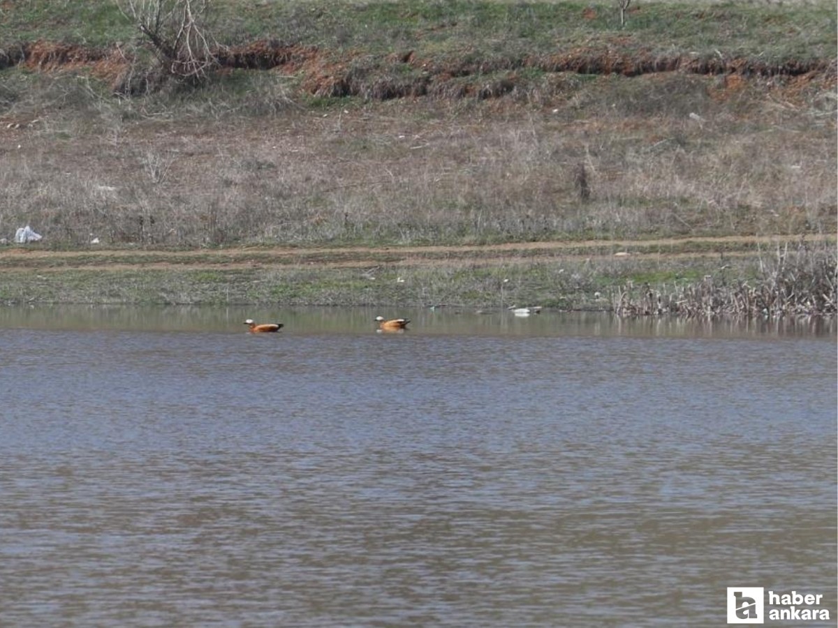 Ekimde kurumuştu: Çubuk’taki Kızılca Göleti yeniden doldu!