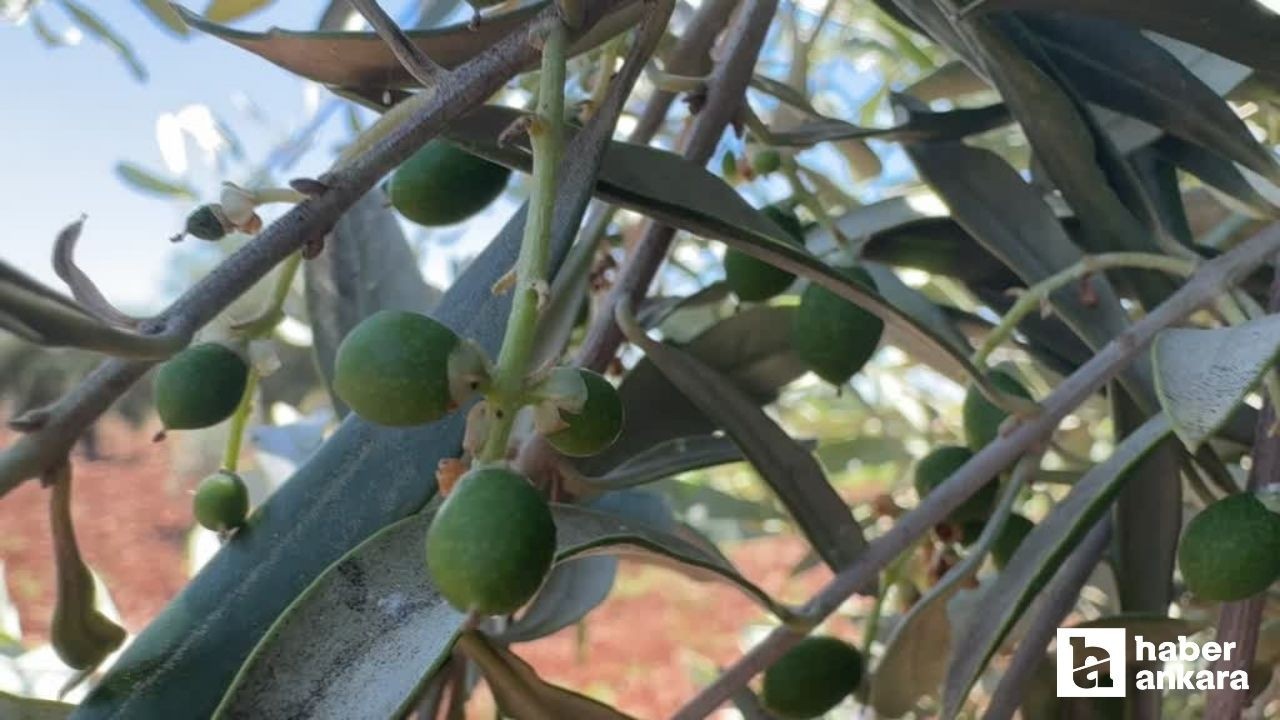 Kilis’te zeytin ve zeytin yağı üretiminde yüksek rekolte hedefi
