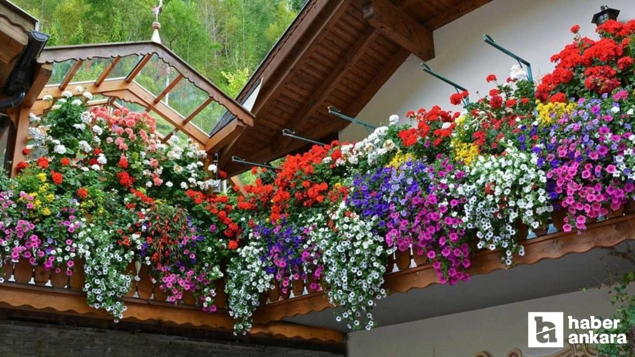 Orkide sardunya gül! Çiçek COŞTURAN tarifi evde yapımı en kolay etkisi olay