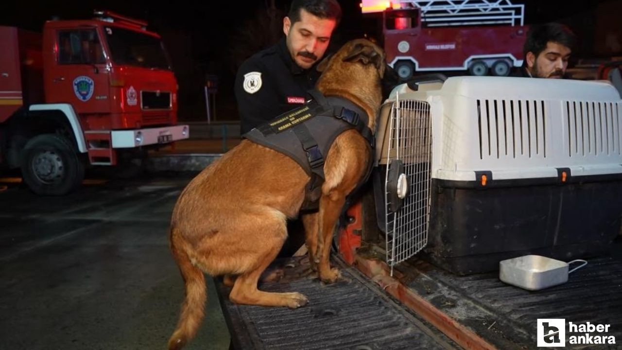 Kırıkkale’den 2 hassas burunlu köpek Konya’daki arama çalışmaları için bölgeye sevk edildi