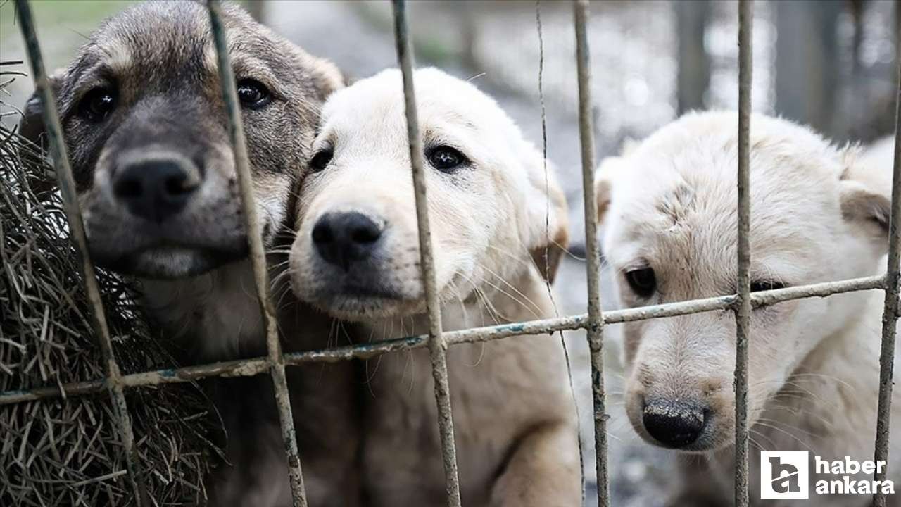 Ankara'da köpek hırsızlığı