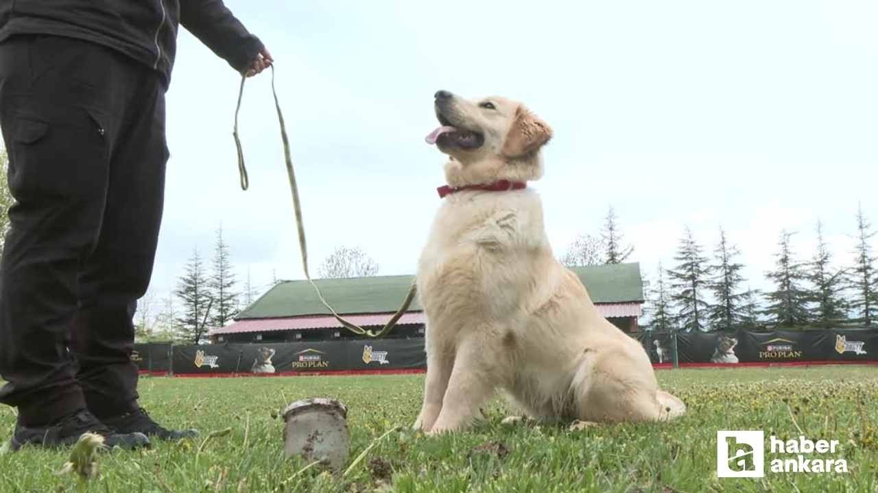 Ankara'daki merkezde Kayıp Kaçak Su Tespit Köpeği yetiştiriliyor