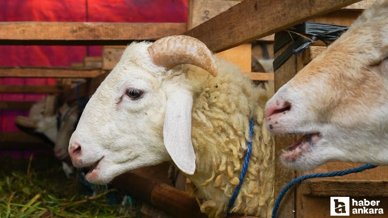 Kurban Bayramı için uzmanlardan uyarı geldi: Yılın ilk vakası erken görüldü