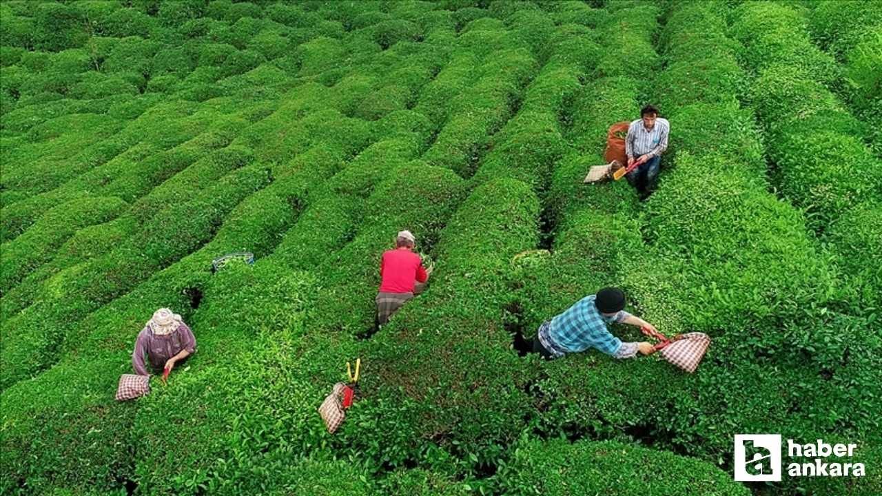 2025 yaş çay alım fiyatı açıklandı! 1 ton çay kaç TL oldu?