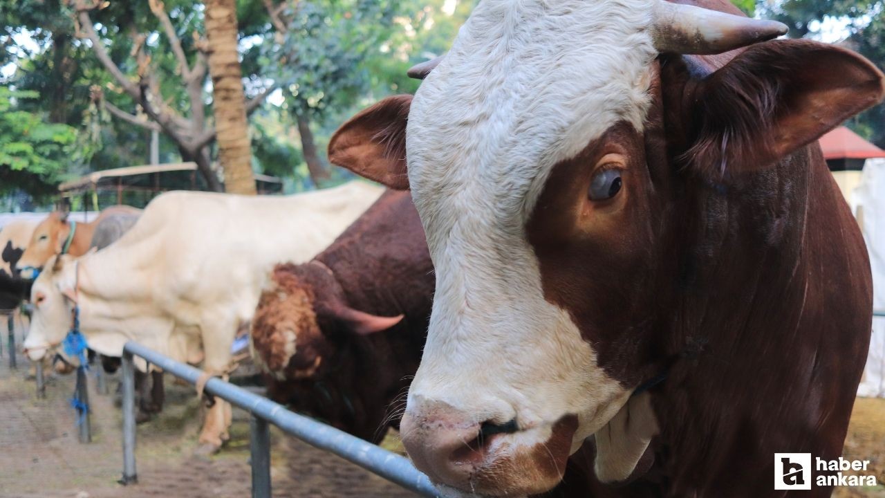 Kurban Bayramı öncesinde duyuruldu: İzin verilmeyecek