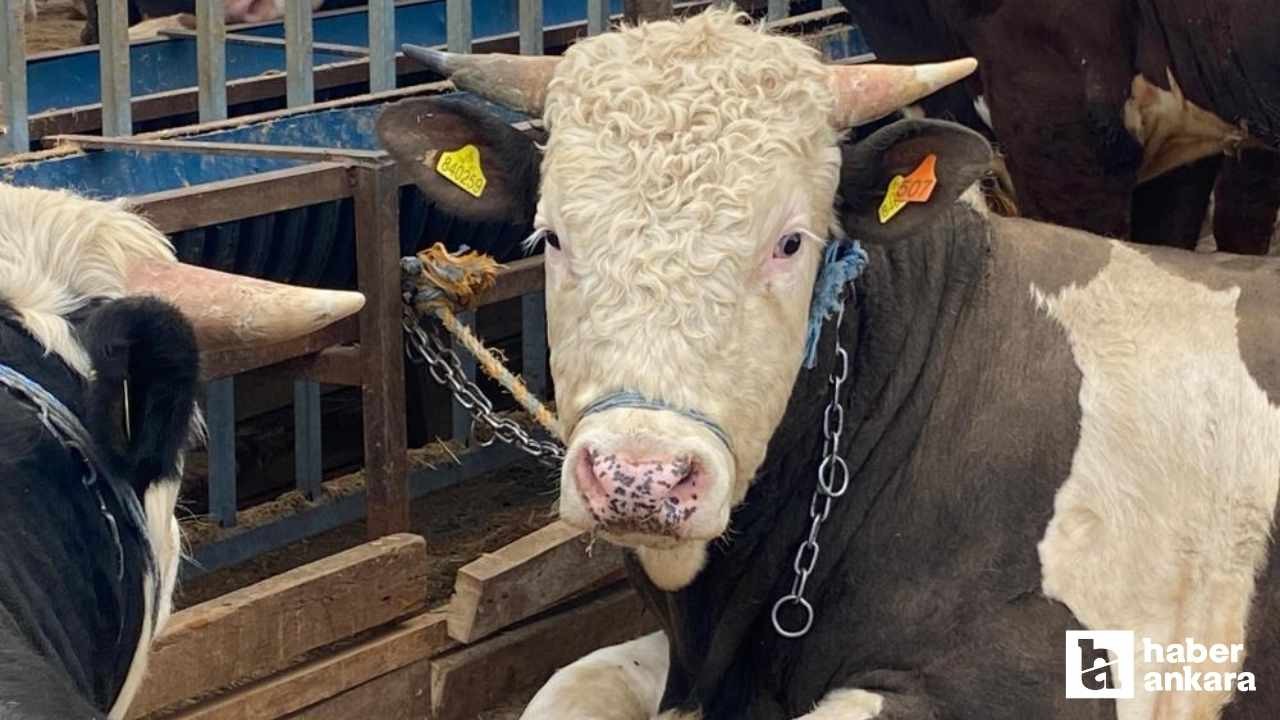 Kurbanlık alacaklar dikkat! Uzmanlardan uyarı geldi sakın bu kurbanları almayın