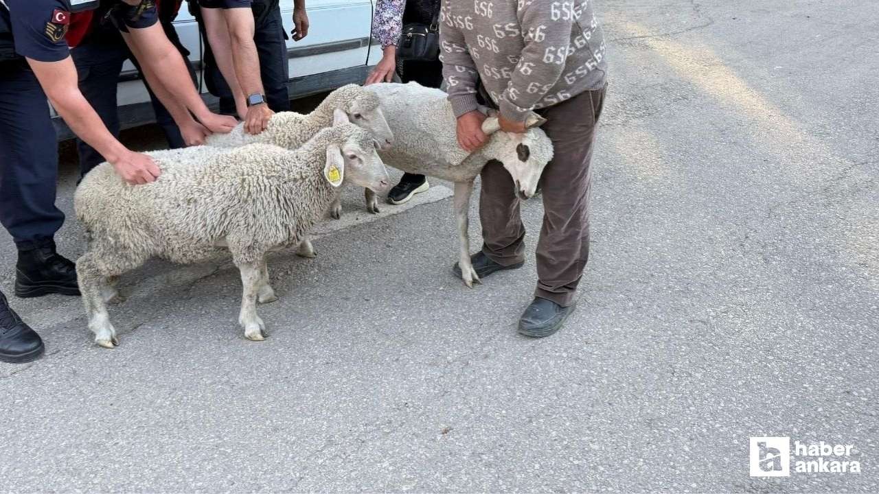 Polatlı'da koyun hırsızlığı jandarmaya yakalandı