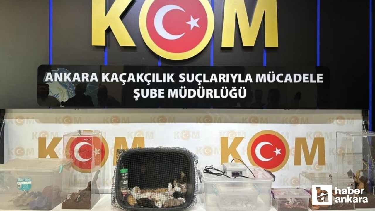 Ankara merkezli 5 ildeki operasyon: 96 egzotik hayvan ele geçirildi
