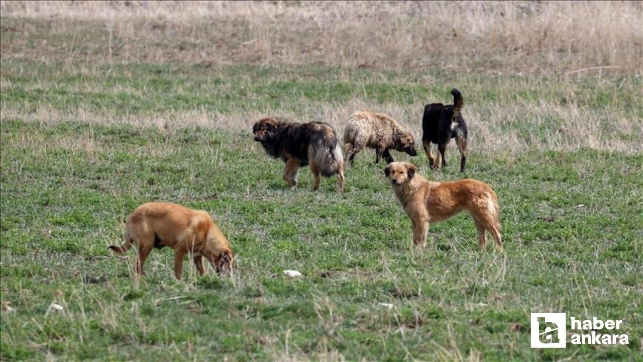 Vali Şahin Ankara'da kaç başıboş sokak hayvanı toplandığını açıkladı
