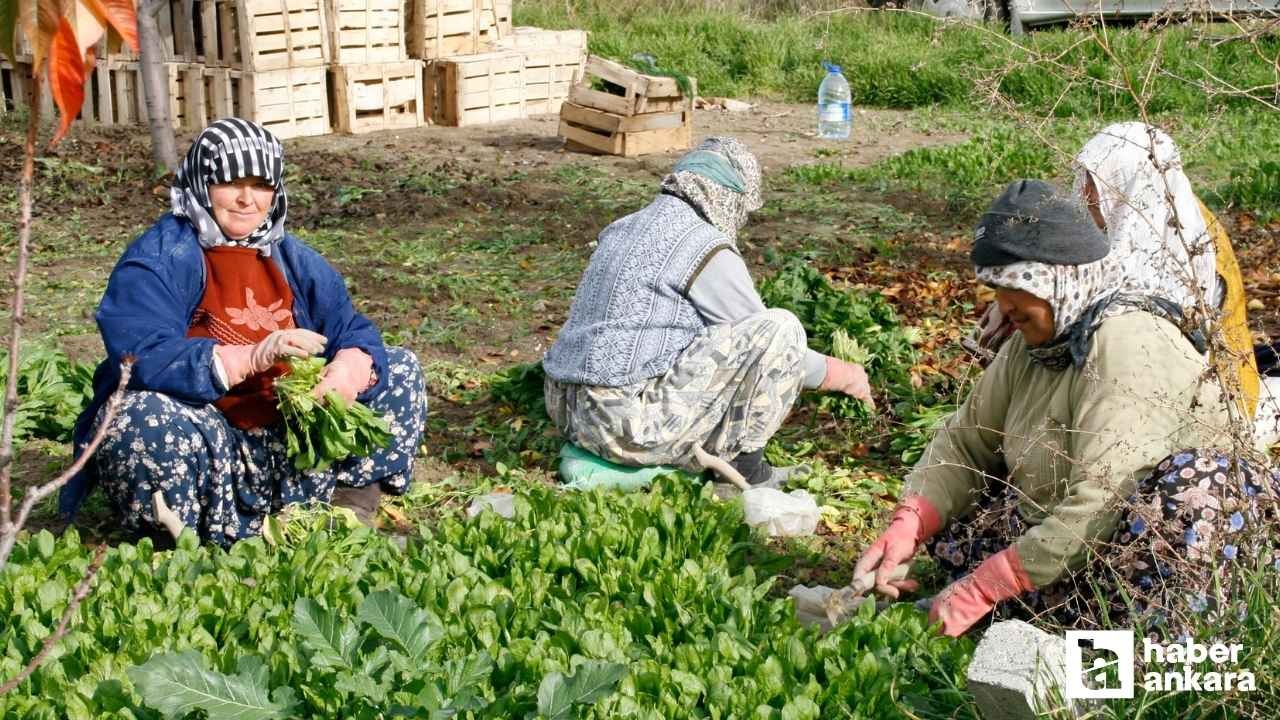 Beypazarı'nda tarım işçilerinin yevmiye ücreti belirlendi