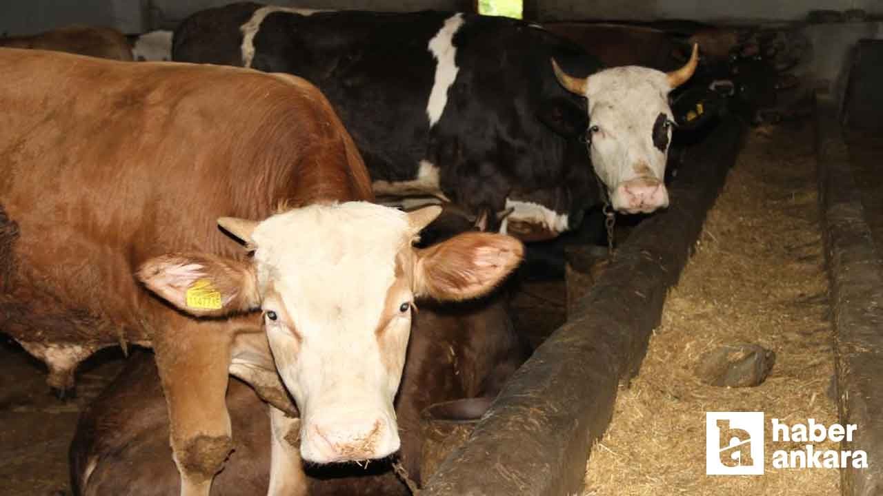 Fiyatlar düşük kaldı, Ankaralılar kurbanlık alımında Çankırı'yı tercih etti