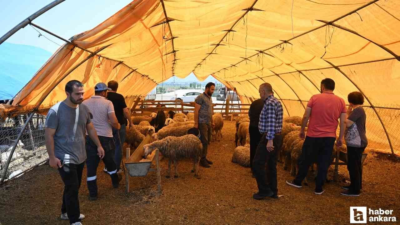 Bayramın ikinci gününde Ankara'da kurban pazarlarındaki yoğunluk devam etti