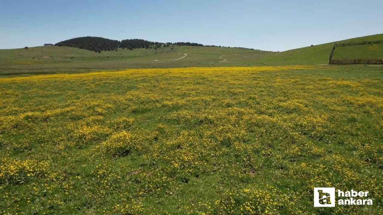 Ankaralılar bayramın tadını Kızılcahamam yaylalarında çıkardı!