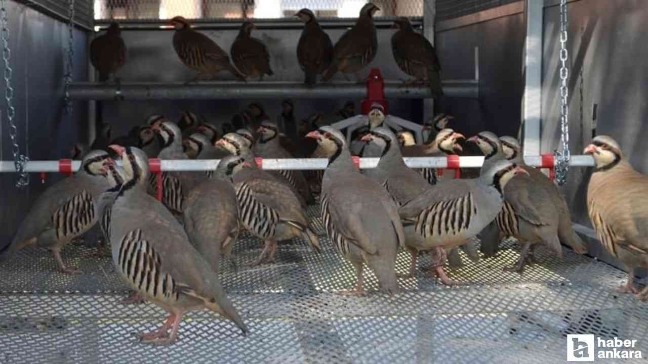 Bakanlık duyurdu: Keneyle mücadele için doğaya salınacaklar!