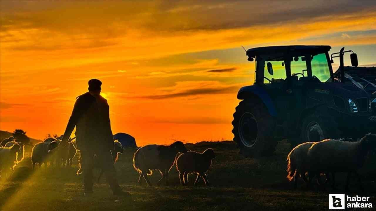 Yabancı çobanlar için çalışma izni başvuruları 12 Haziran'da başladı