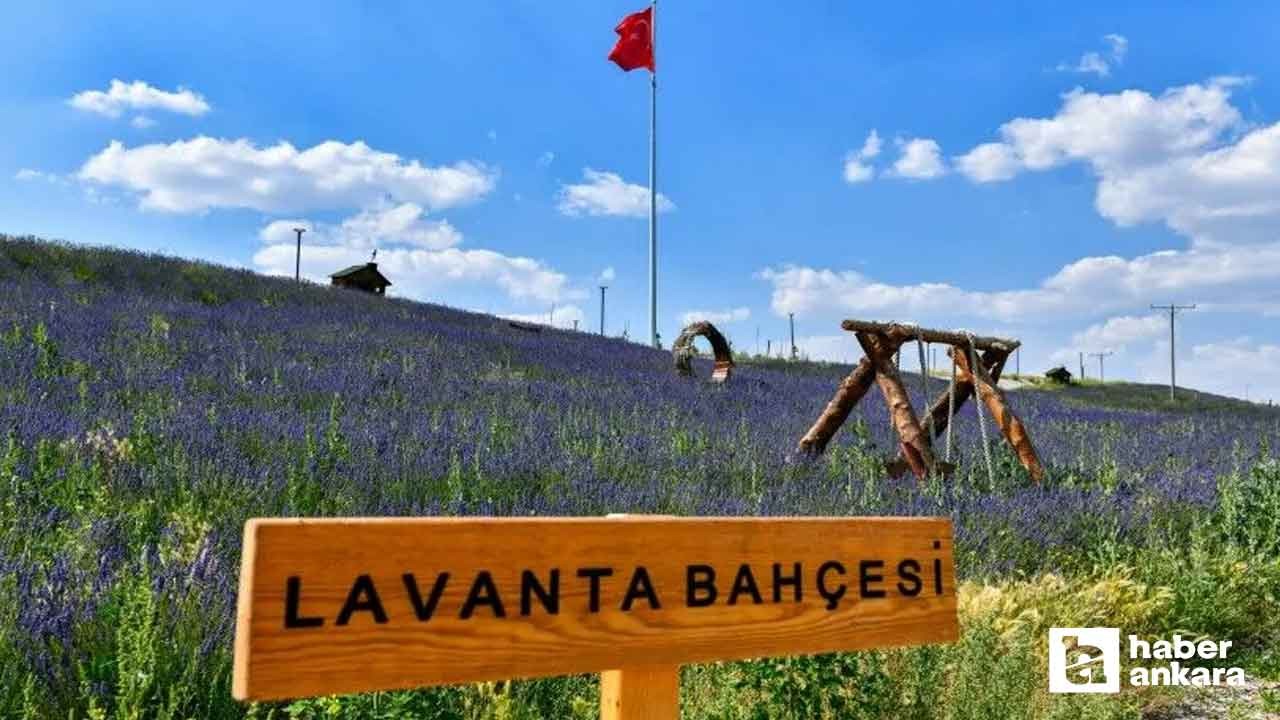 Ankara'nın en güzel 3 lavanta bahçesi hem de bedava