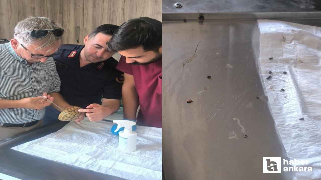 Polatlı'da üzerinde keneler bulunan kaplumbağayı Jandarma kurtardı