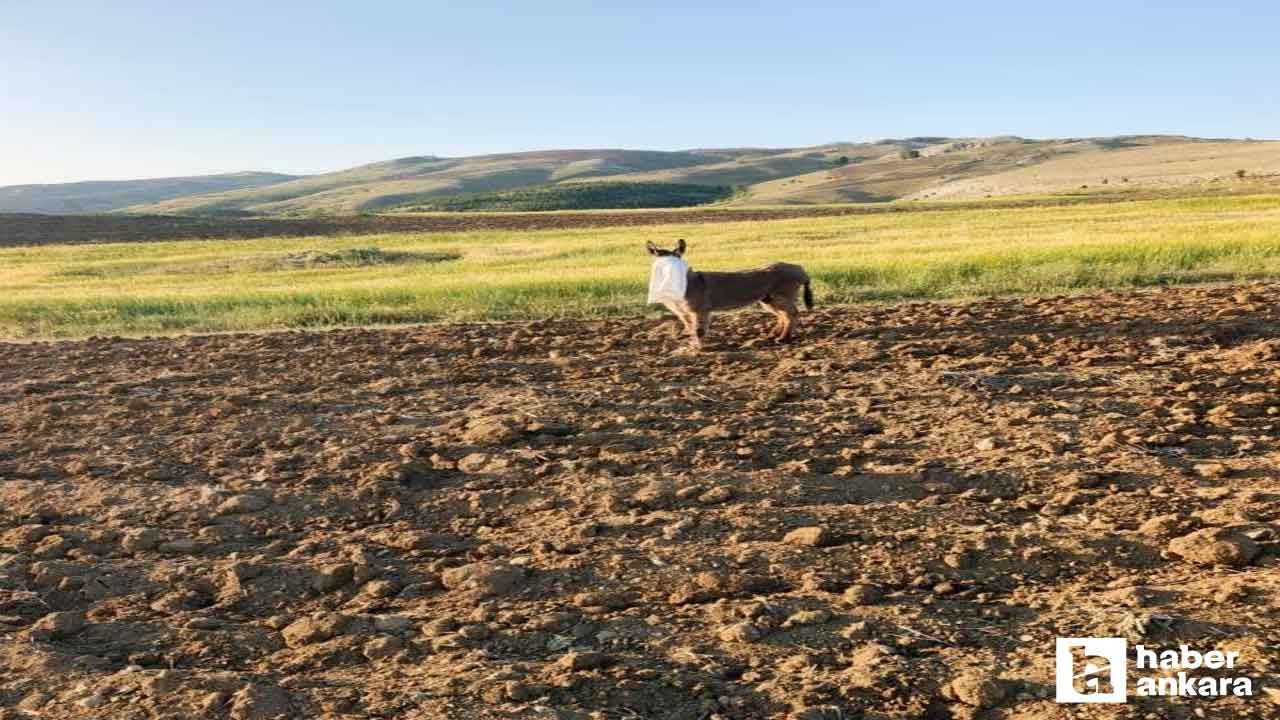 Elmadağ’da kafasında çuval bulunan eşeği çoban kurtardı