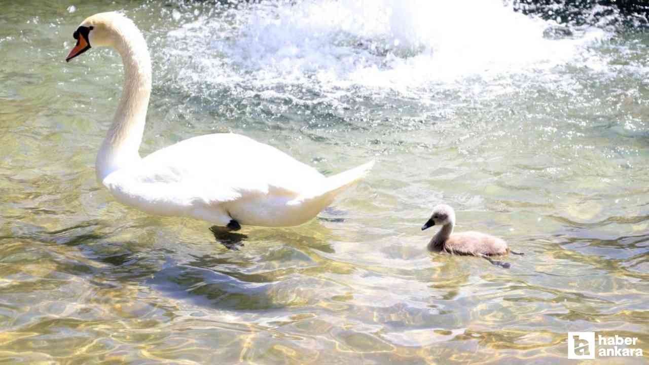 Kuğulu Park'ta 15 yıl sonra ilk beyaz kuğu dünyaya geldi!
