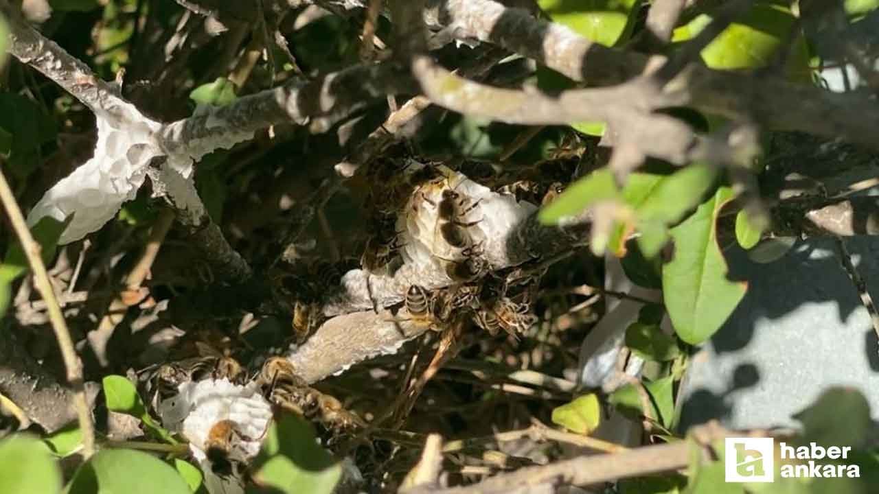 Kahramankazan'da oğul arı alarmı: Sessizce yerleştiler
