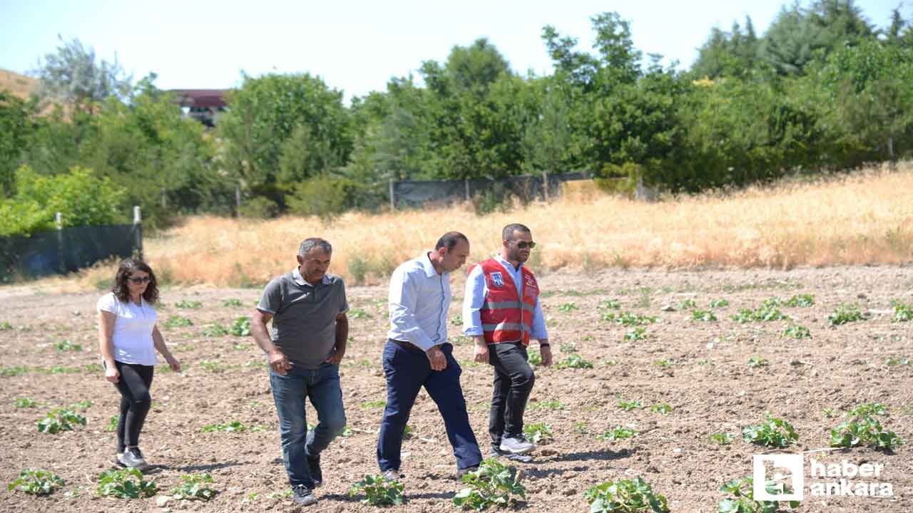 Kahramankazan Belediyesi, coğrafi işaretli kavuna sahip çıktı