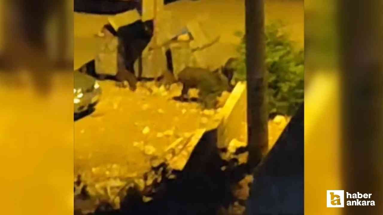 Ayaş'ta şehir merkezine inen domuz sürüsü tedirgin etti