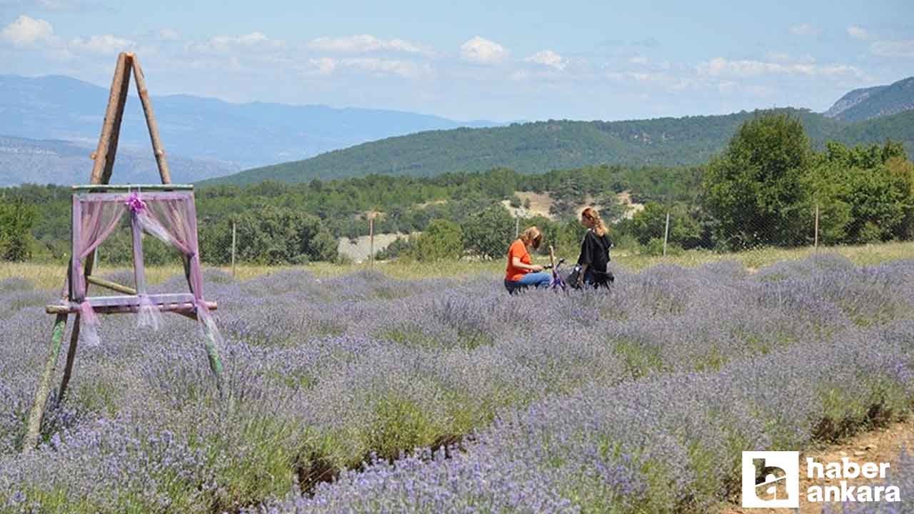 Nallıhan Lavanta Hasat Şenliği başlıyor! Tüm Ankaralılar davetli