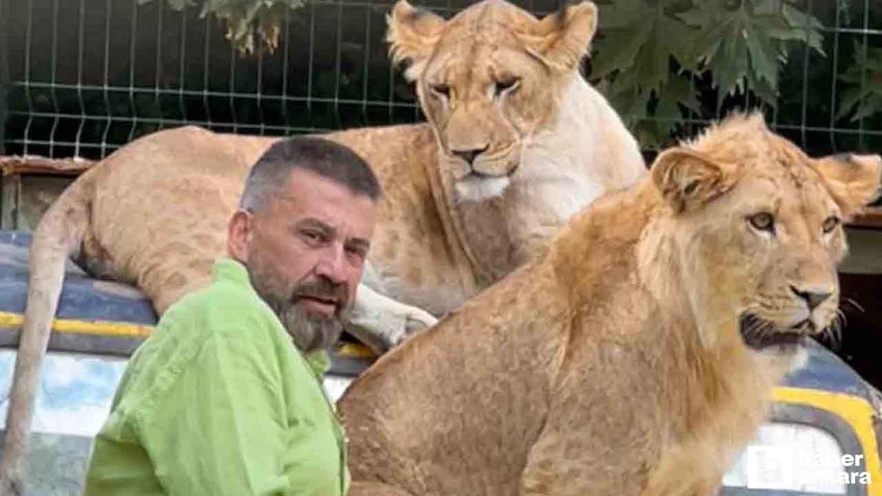Çiftçiye saldıran aslan Ankara'dan Antalya'ya gidince strese girmiş!