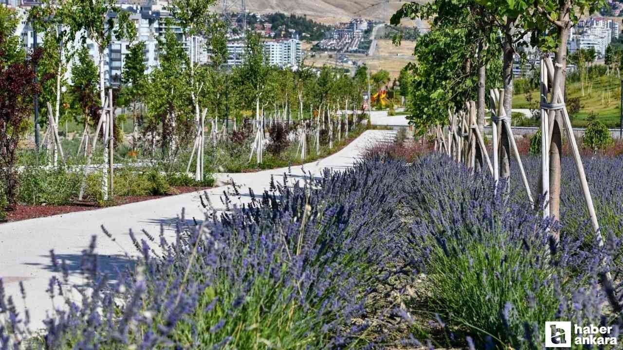 Nefes almak isteyen başkentlilerin uğrak noktası: Hem görüntüsü hem kokusu mis