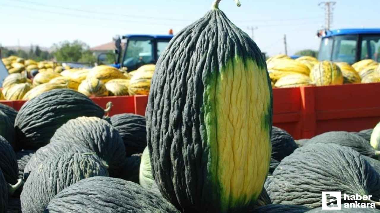 Kahramankazan'da ata tohumları toprakla buluştu