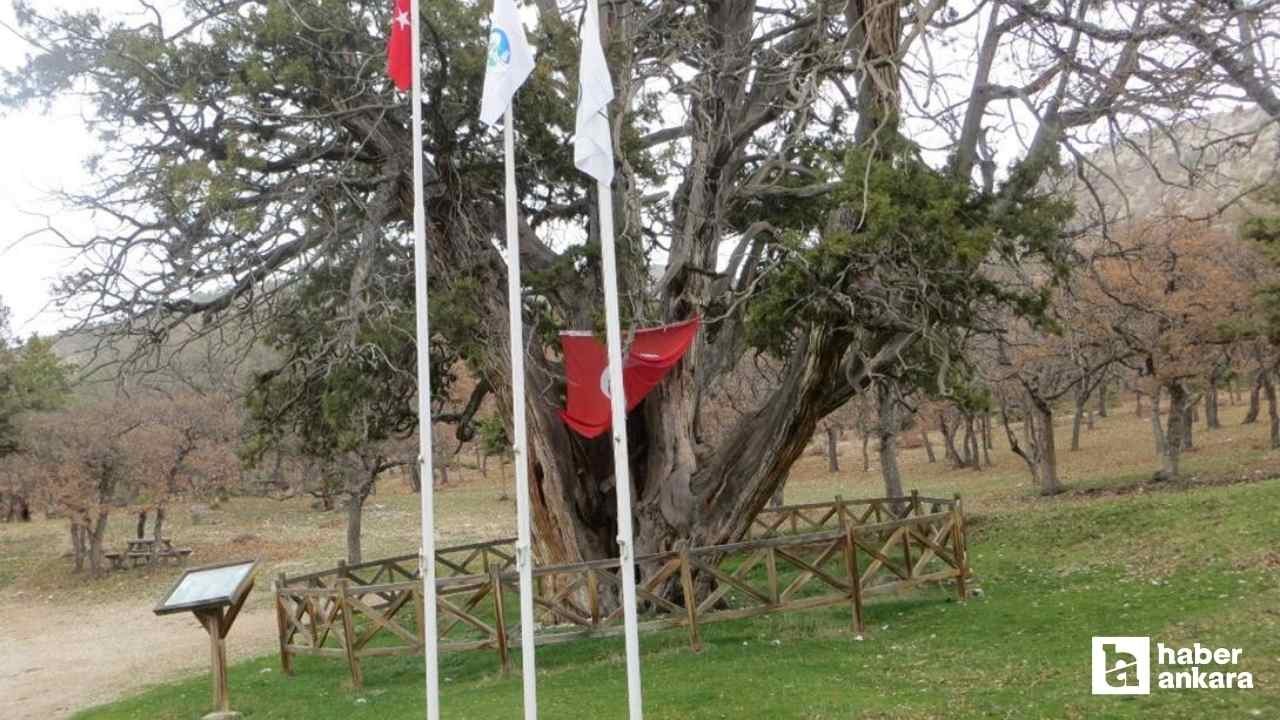 750 yıldır ayakta! Ankara'nın anıt ağacı asırlara meydan okuyor!