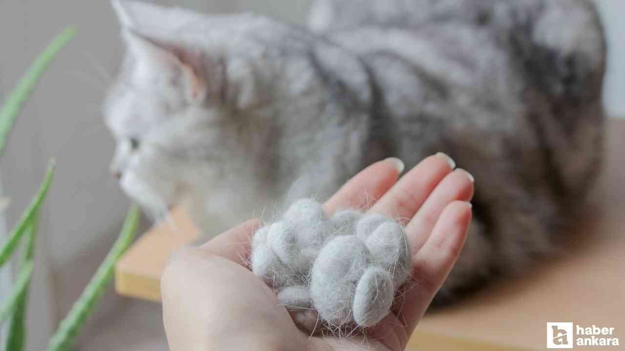 Kedi tüyü öldürür mü? Akciğere kedi tüyü kaçması belirtileri