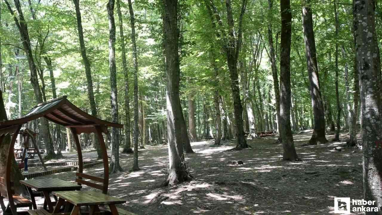 Yozgat'ta ormana girmek ve ateş yakmak 15 Ekim'e kadar yasaklandı