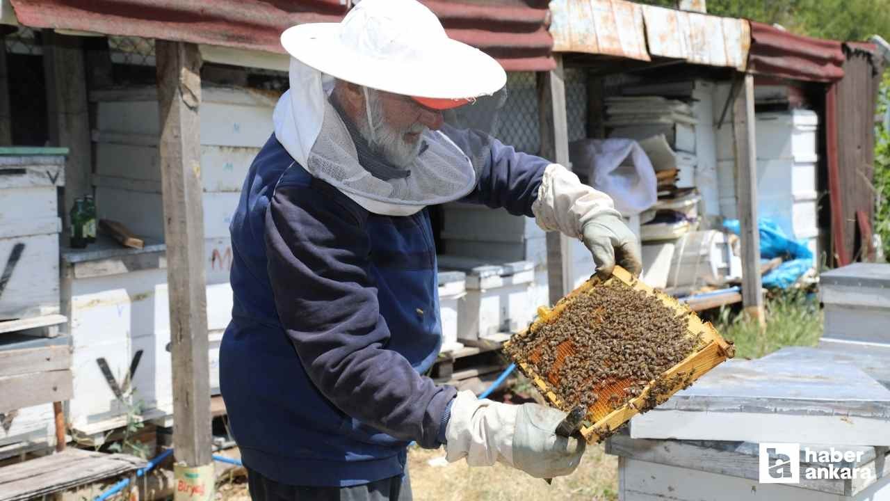 Çubuk'ta yeni sezon çiçek balı hasadı başladı