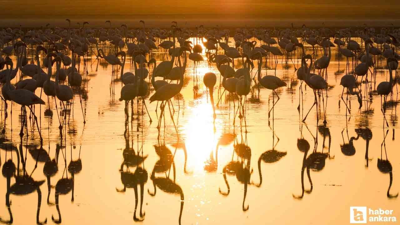 Sabah erken saatte giden Başkentliler gün doğumunda flamingoları görebiliyor