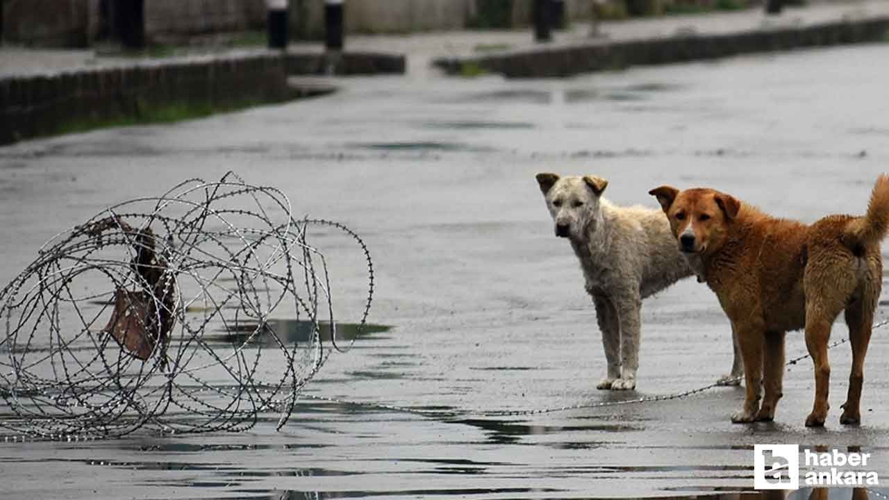 Hindistan'dan sahipsiz köpek kararı: Hepsi toplanıp barınaklara gönderilecek!
