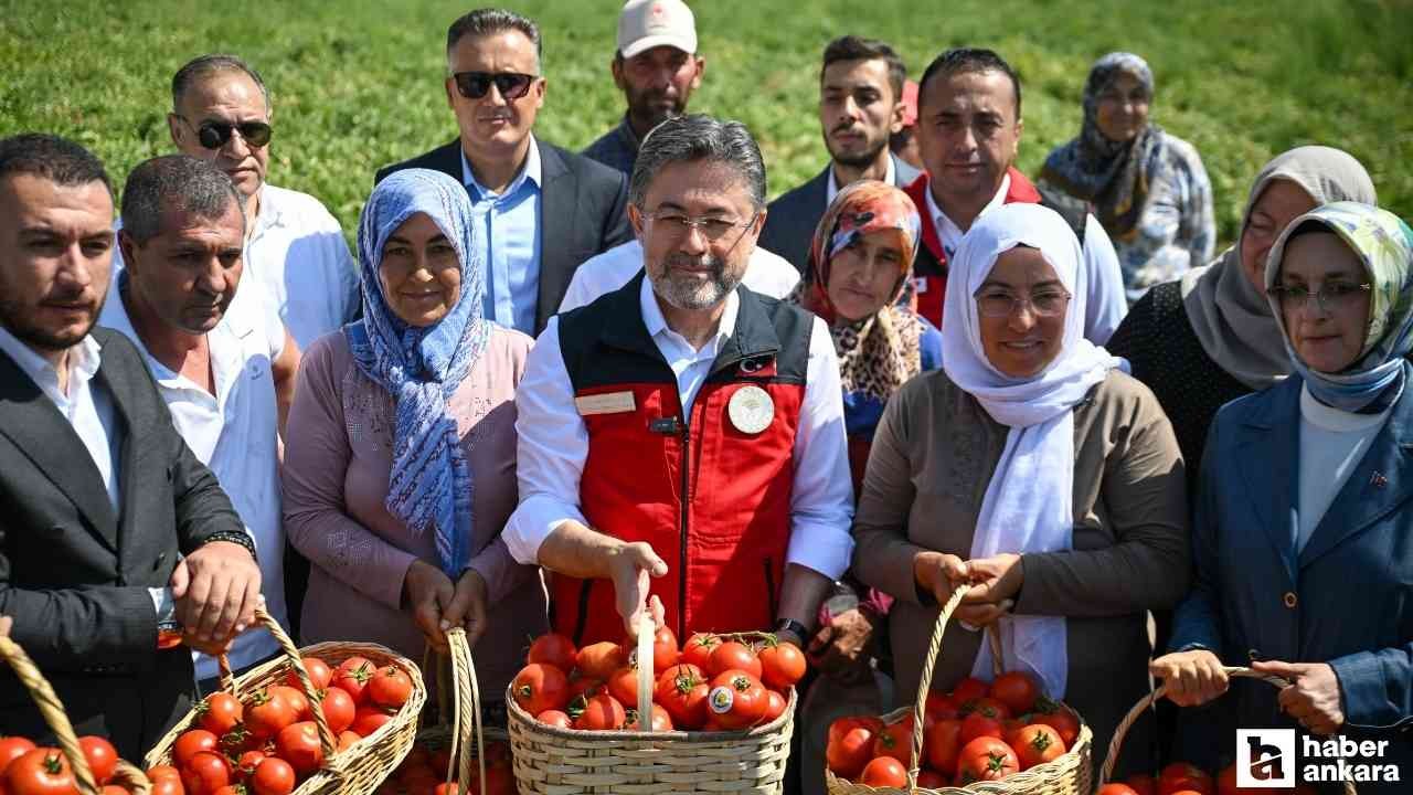 Bakan Yumaklı, Ayaş'ta gerçekleştirilen domates hasadına katıldı