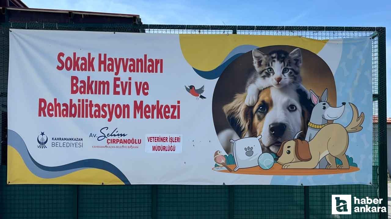 Kahramankazan Belediyesinden sokak hayvanlarına yardım eli!