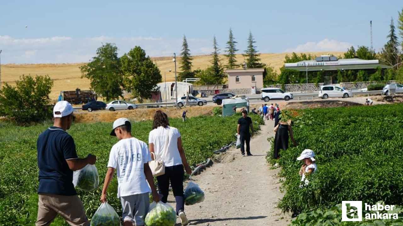 Rekor sıcaklara rağmen Ayaş domatesinin hasadı sürüyor