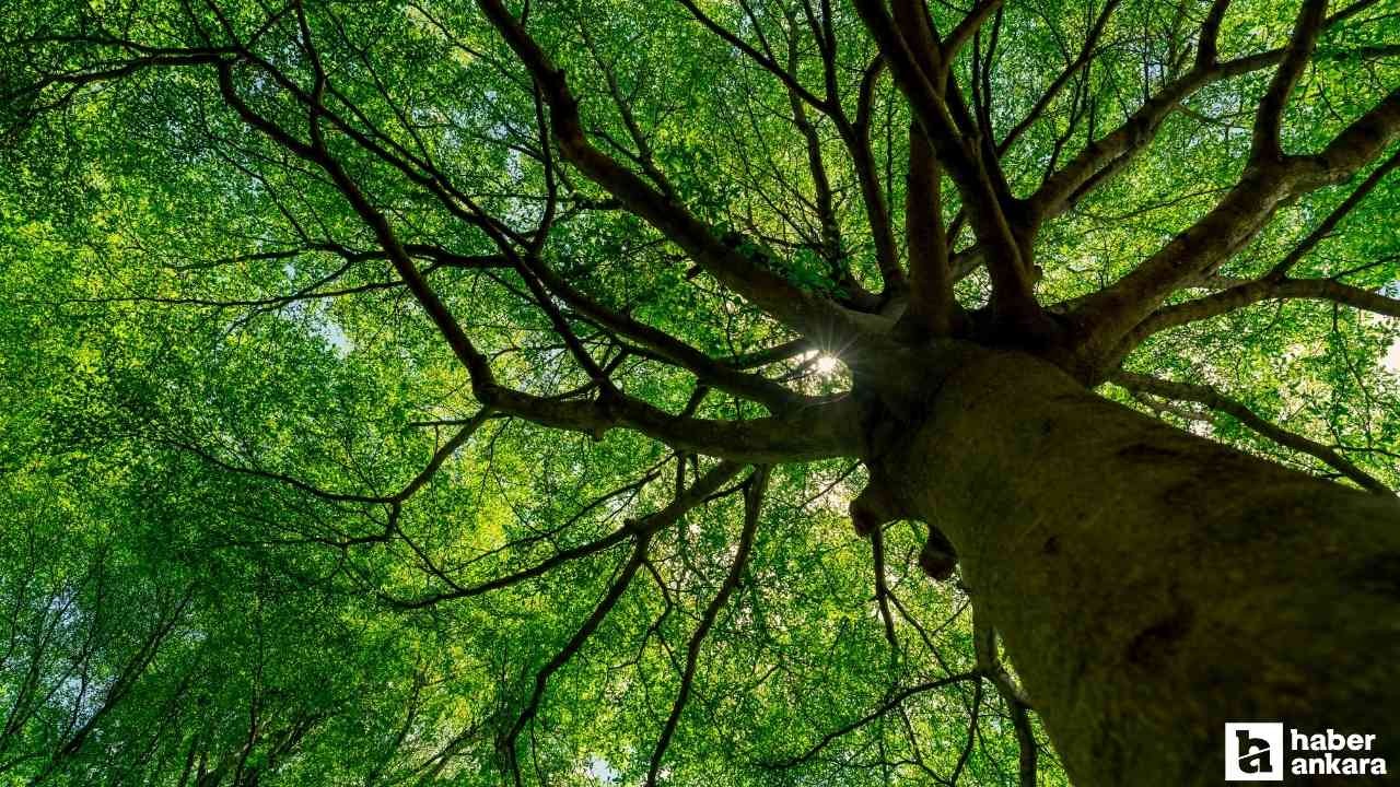 Yeryüzündeki en yaşlı 5 ağaçtan birisi o ilimizde!