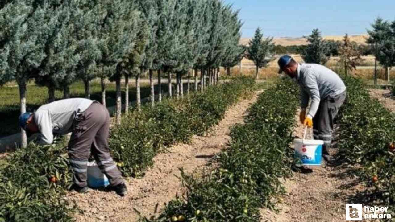 Sincan Belediyesi'nin yetiştirdiği organik sebzeler vatandaşların sofrasında!