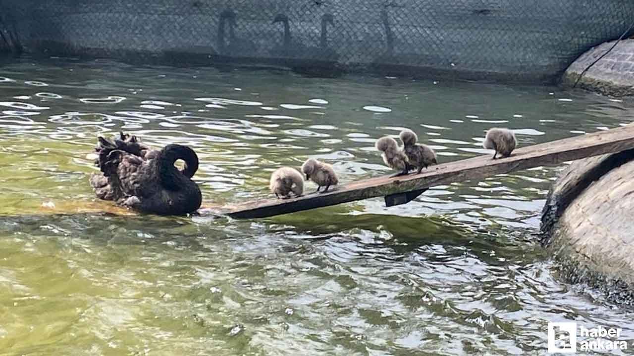 Kuğulu Park’ın 5 yavru kuğusu ziyaretçilerin gözdesi oldu