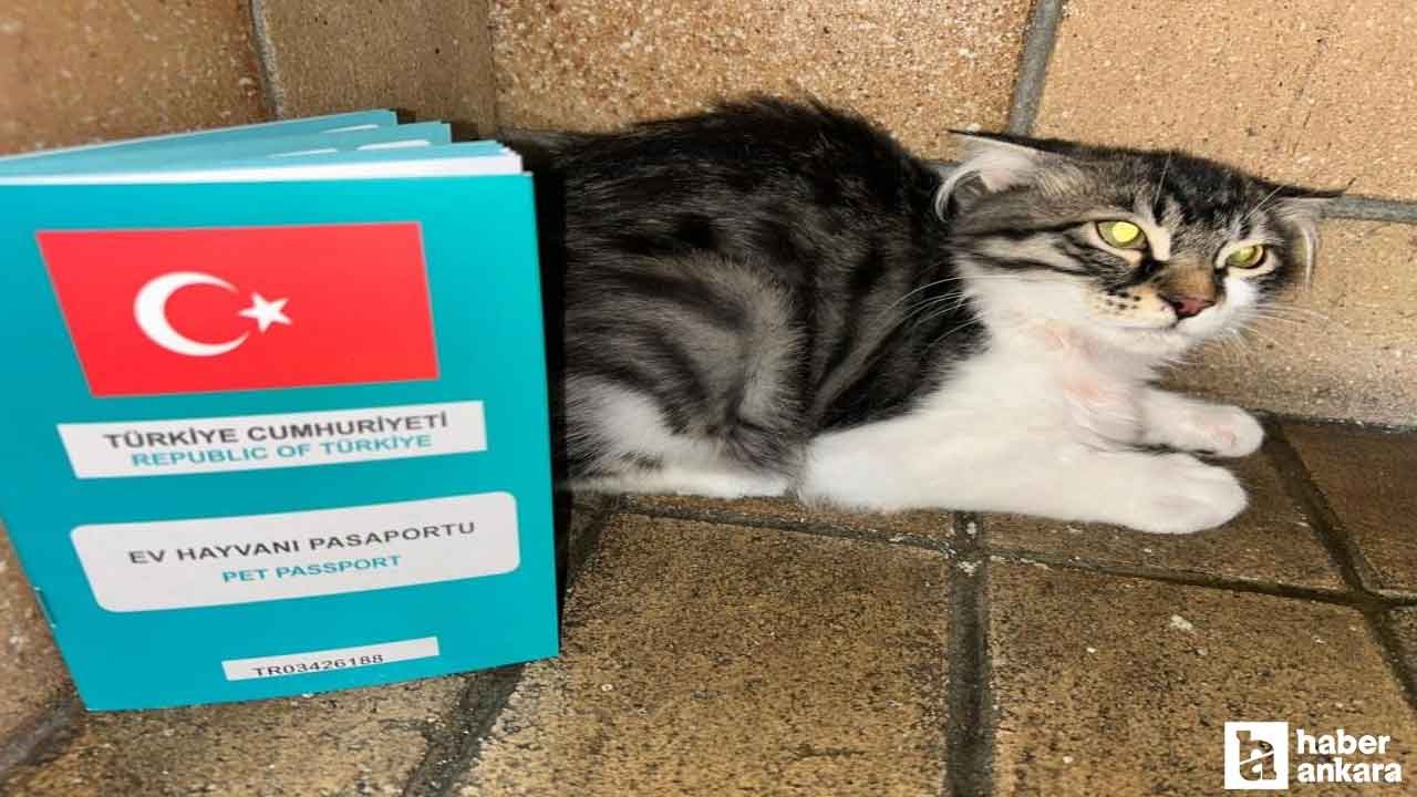 Çankaya'da vatandaşın çabalarıyla kurtarılan kedi Hollanda yolcusu
