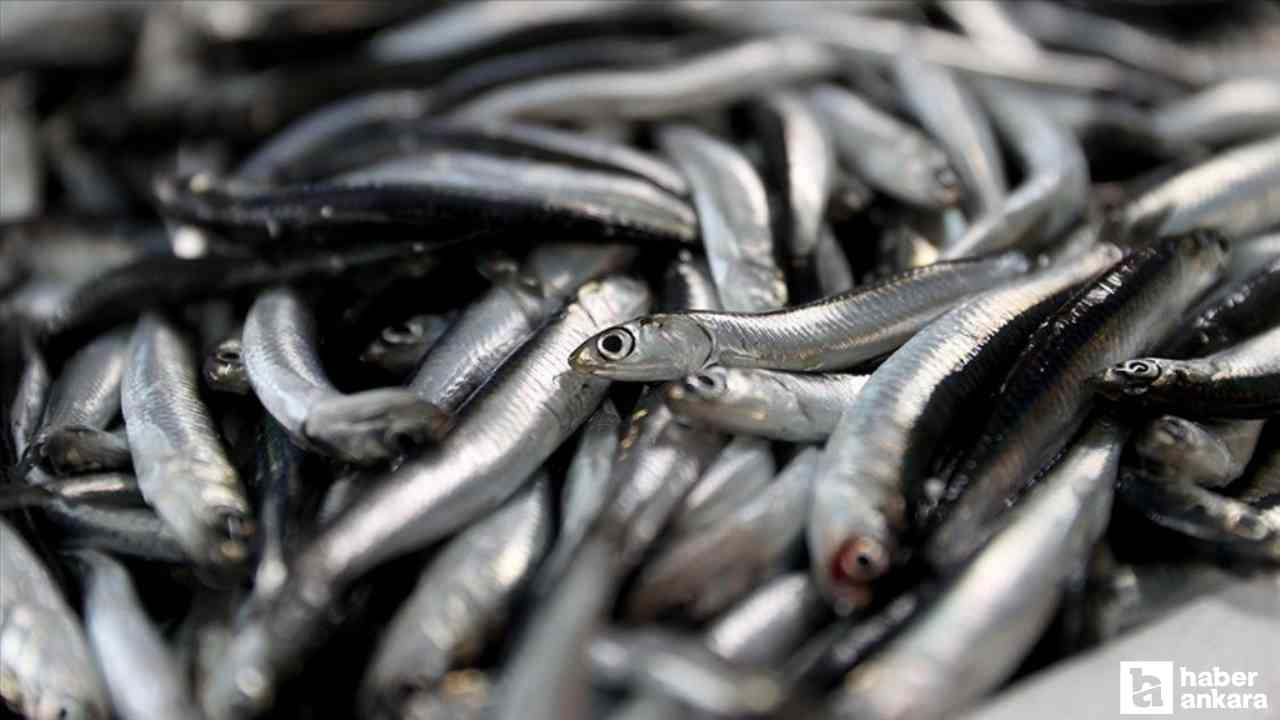 Bu yıl denizlerde hamsi bolluğunun olması bekleniyor