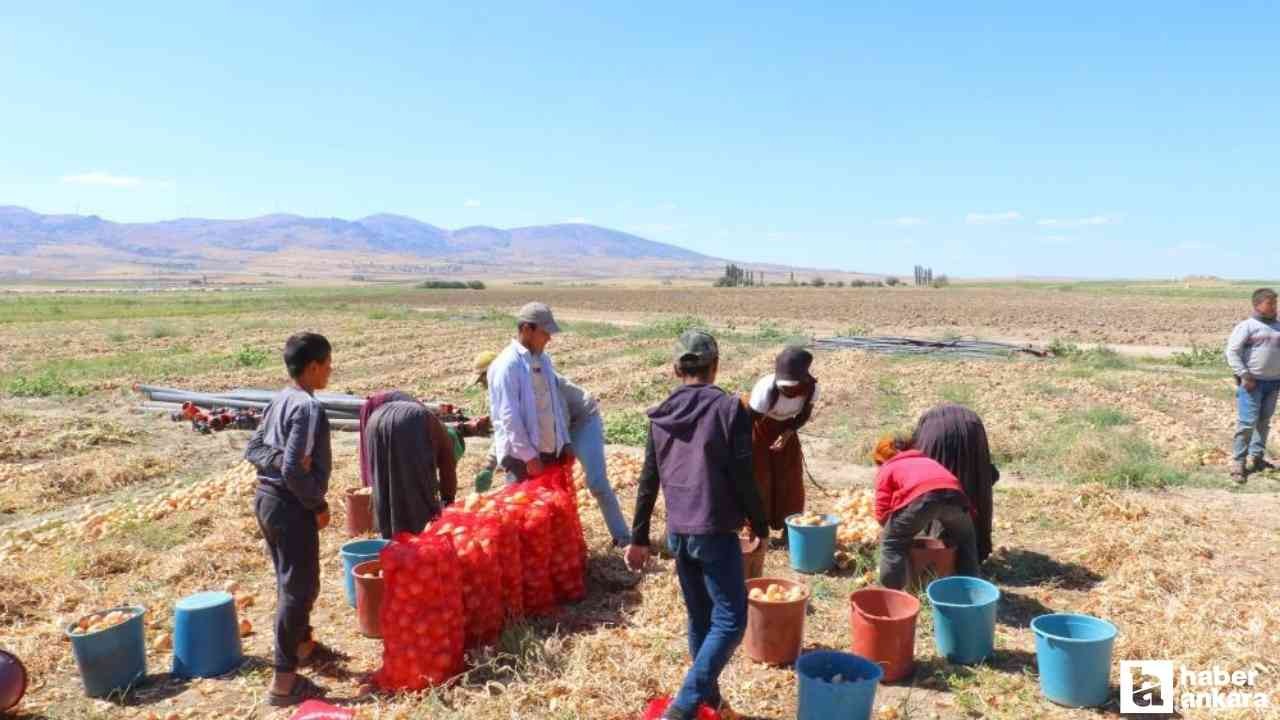 Ankara'nın Evren ilçesinde kışlık soğan hasadı başladı
