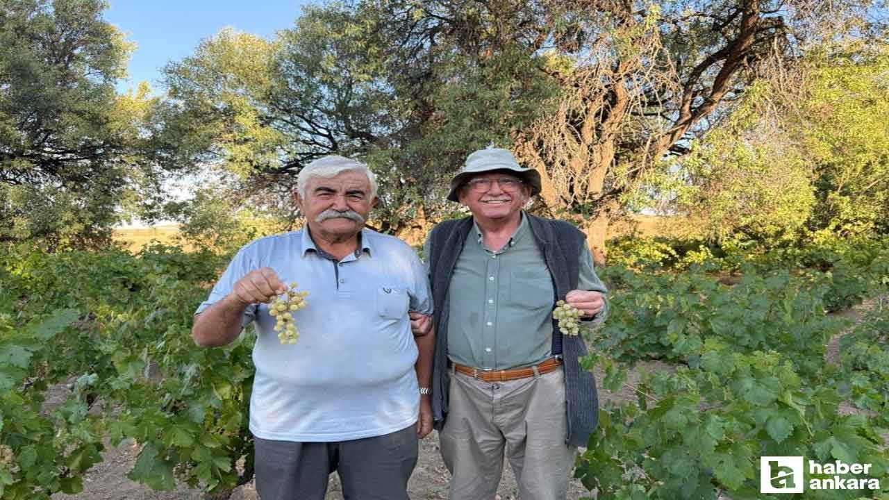 Evren'de Ata tohumundan elde edilen üzümlerin hasadı başladı!