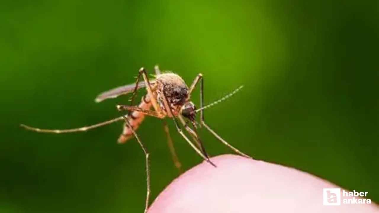 Çin’de acil durum ilan edildi! Chikungunya virüsü yayılıyor!