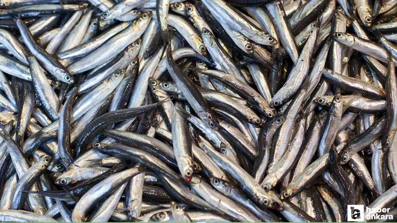 Karadeniz'de avlanan hamsiler Ankara'ya gönderildi