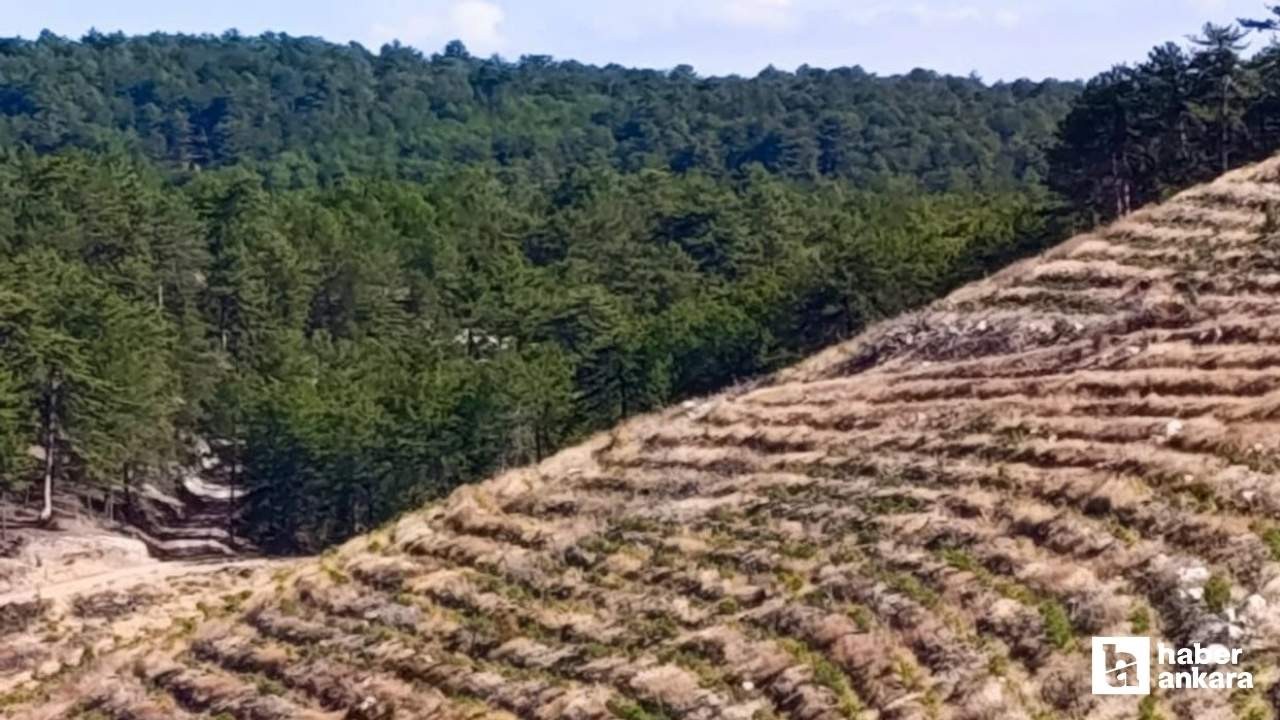 Nallıhan'da yanan ormanlık alanlar yeniden ağaçlandırılıyor