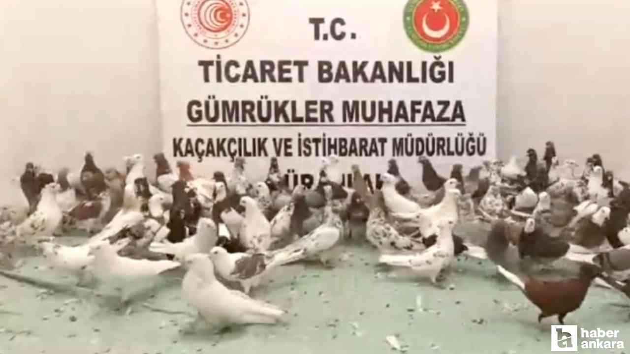 Gümrük Muhafaza ekipleri sınır kapısında 'cancan' cinsi 85 güvercine el koydu